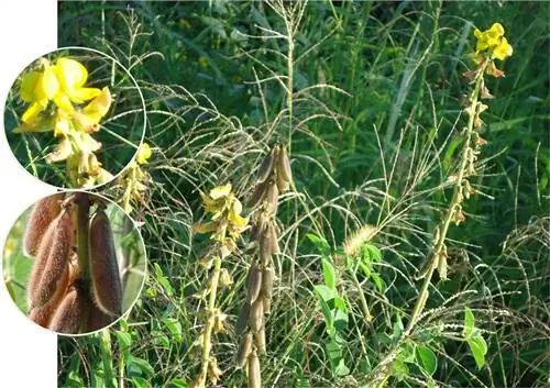 изображение цветов, которые рождаются из Crotalaria