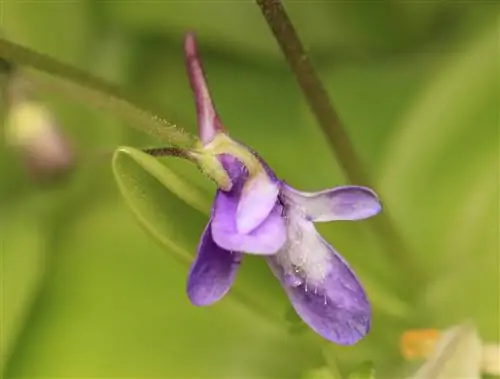Pinguicula vulgaris - плотоядное растение.