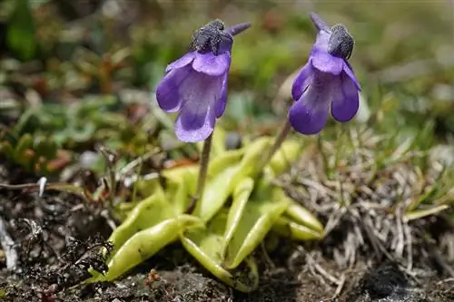 Pinguicula vulgaris - европейский хищник.