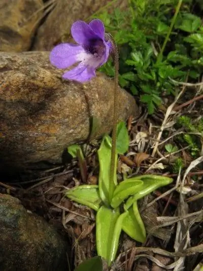 Pinguicula vulgaris - многолетнее хищное животное.