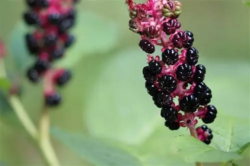 плоды, которые выходят из ветвей Phytolacca decandra