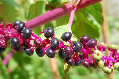 гроздь плодов Phytolacca decandra