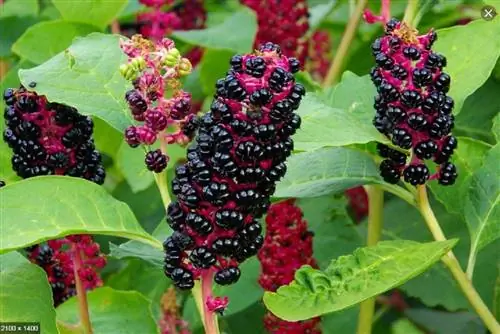 Гуаба (Phytolacca decandra)