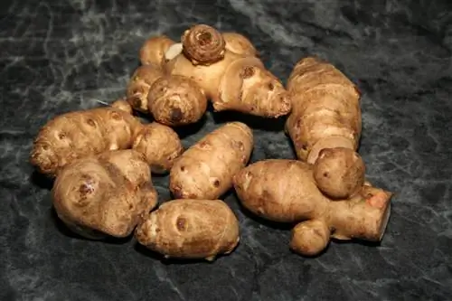 Корневища Helianthus tuberosus