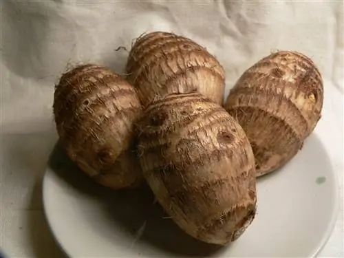 Список названий съедобных корнеплодов