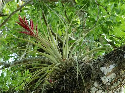 Tillandsia fasciculata, воздушное растение