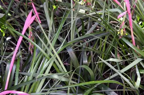 Billbergia nutans - эпифитная бромелия.