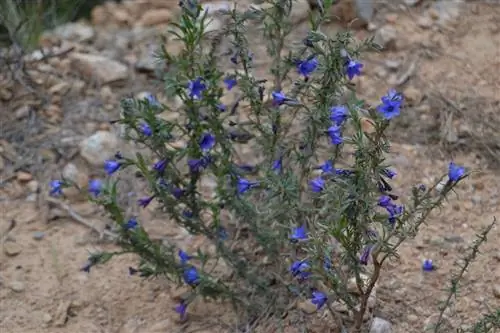 кустарник с сухим внешним видом и яркими цветами