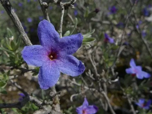увеличенное изображение фиолетового цветка