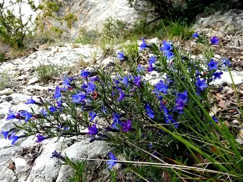 кустарник, который выходит из некоторых камней и фиолетовый