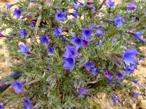 Трава семи кровотечений (Lithodora fruticosa)