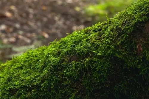 Мох - несосудистое растение