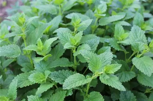 Трава - сосудистое растение с зелеными стеблями.