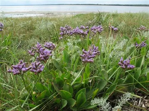 растение рядом с морем, где можно увидеть фиолетовые цветы