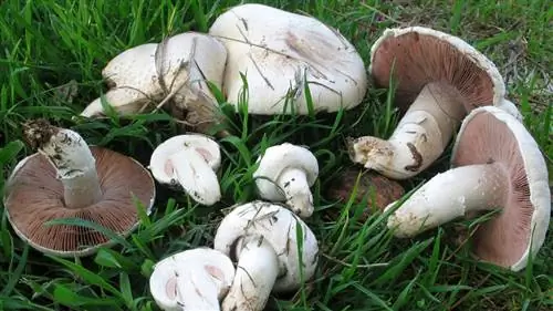 Виды съедобных грибов в Испании