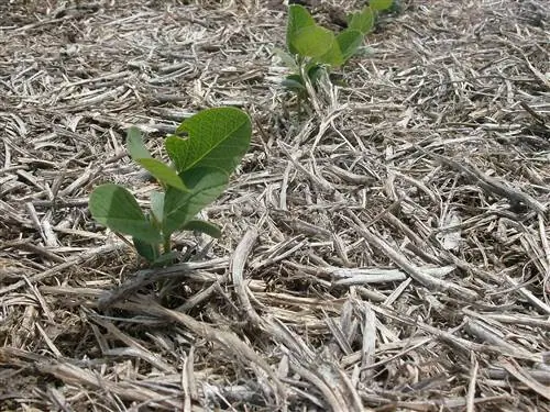 Прямой посев имеет преимущества и недостатки
