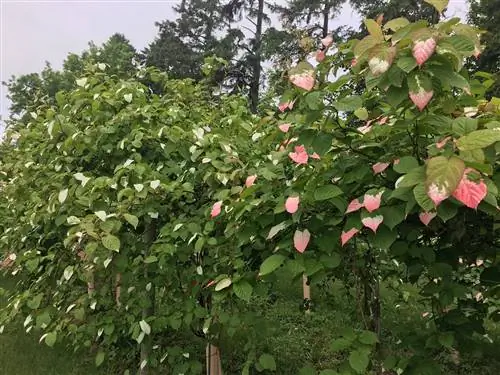 Разноцветный киви (Actinidia kolomikta)