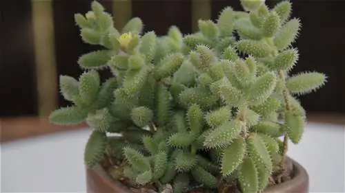 Суккулентное растение в горшке