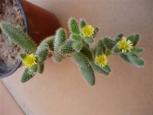 ветка торчит из горшка