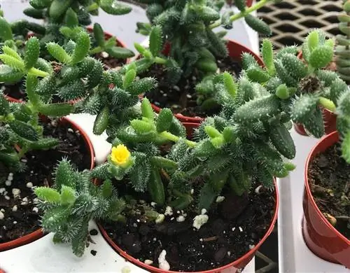 Делосперма (Delosperma echinatum)