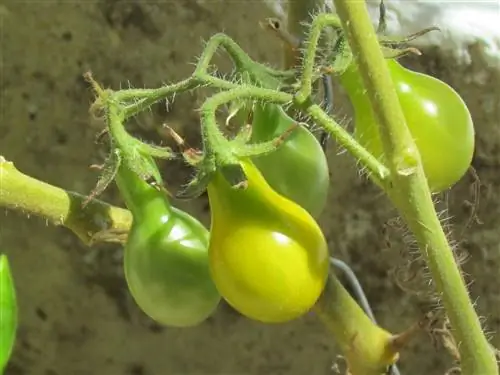 сливовидные помидоры, которые еще не пожелтели