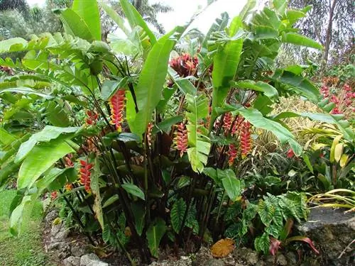 Клювый тукан (Heliconia rostrata)
