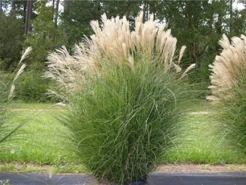 Куст мискантуса китайского у дороги