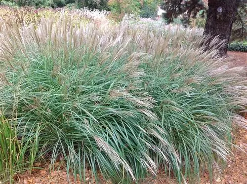Эулалия (Miscanthus sinesis)