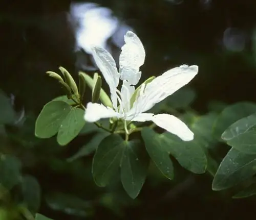 Bauhinia forficata - дерево с белыми цветами.
