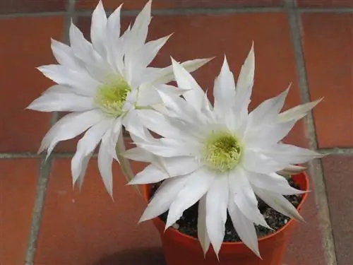 Echinopsis subdenudata - кактус с белыми цветами.