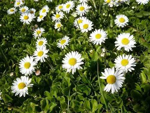 Bellis perennis - многолетнее травянистое растение с белыми цветками.
