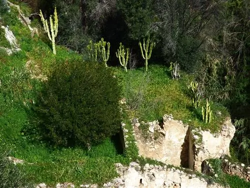 Канделябр Euphorbia в парке