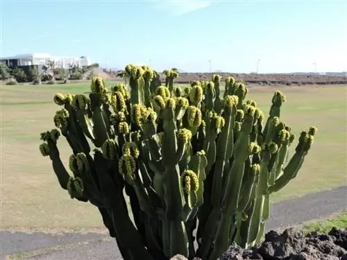 Канделябр Euphorbia на обочине дороги