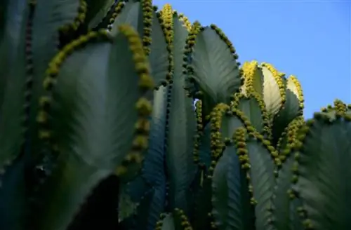 красивое изображение суккулента под названием Euphorbia candelabrum