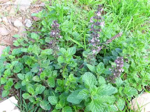 Satureja fruticosa - лекарственное растение.