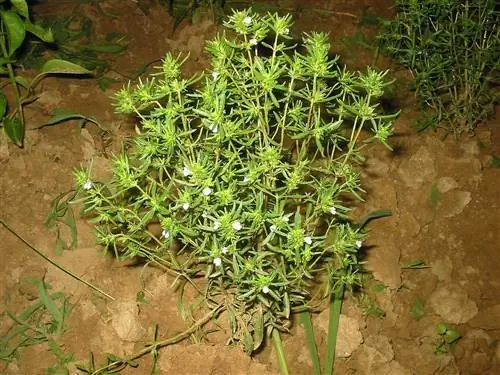 Satureja hortensis - растение родом из Европы.