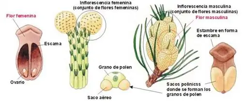 Иллюстрация голосеменных цветов