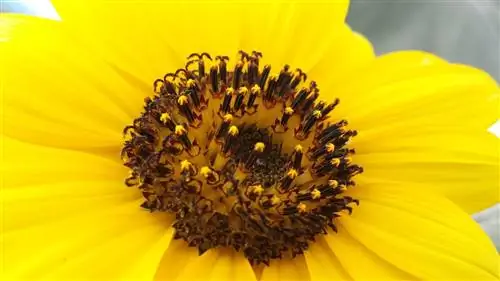 Тычинка важна для растений.