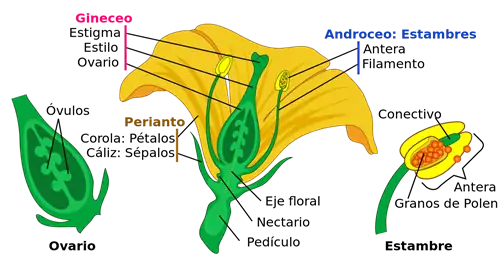 Изображение частей цветка