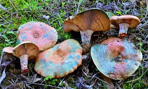 lactarius vinosus токсический аспект