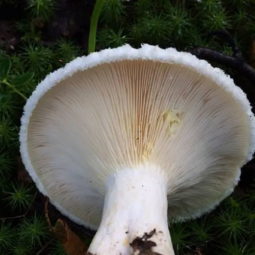 Lactarius resimus