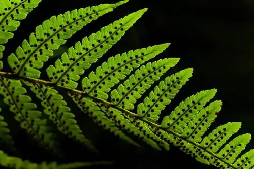 Листья в первую очередь отвечают за фотосинтез.