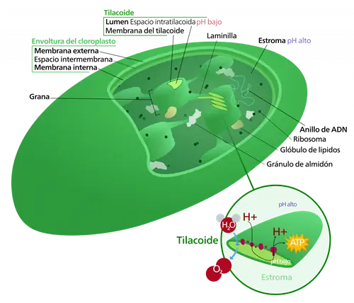 Хлоропласты - это структуры, в которых протекает темновая фаза фотосинтеза.