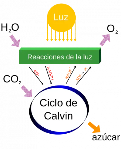 фазы фотосинтеза