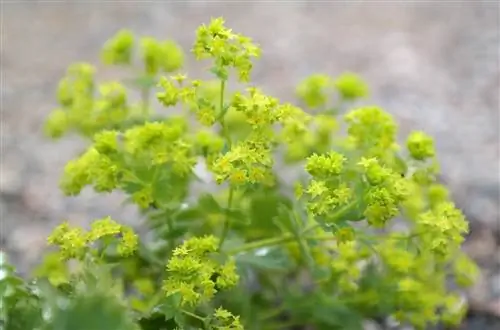 Львиная лапа (Алхемилла)