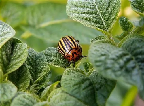 Колорадский жук (Leptinotarsa decemlineata)