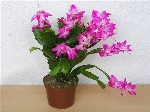 Как воспроизвести Рождественский кактус?