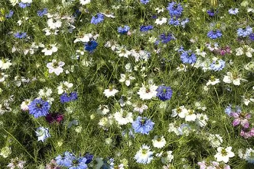 выращивание Nigella sativa