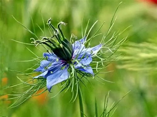 Нигелла Дамаскена