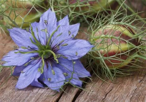Nigella sativa и Nigella damascena